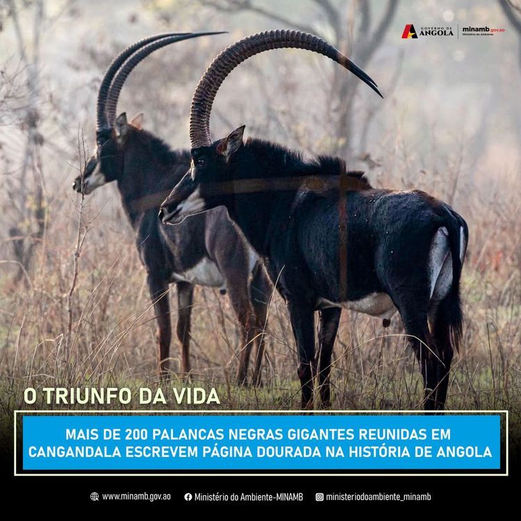Notícia